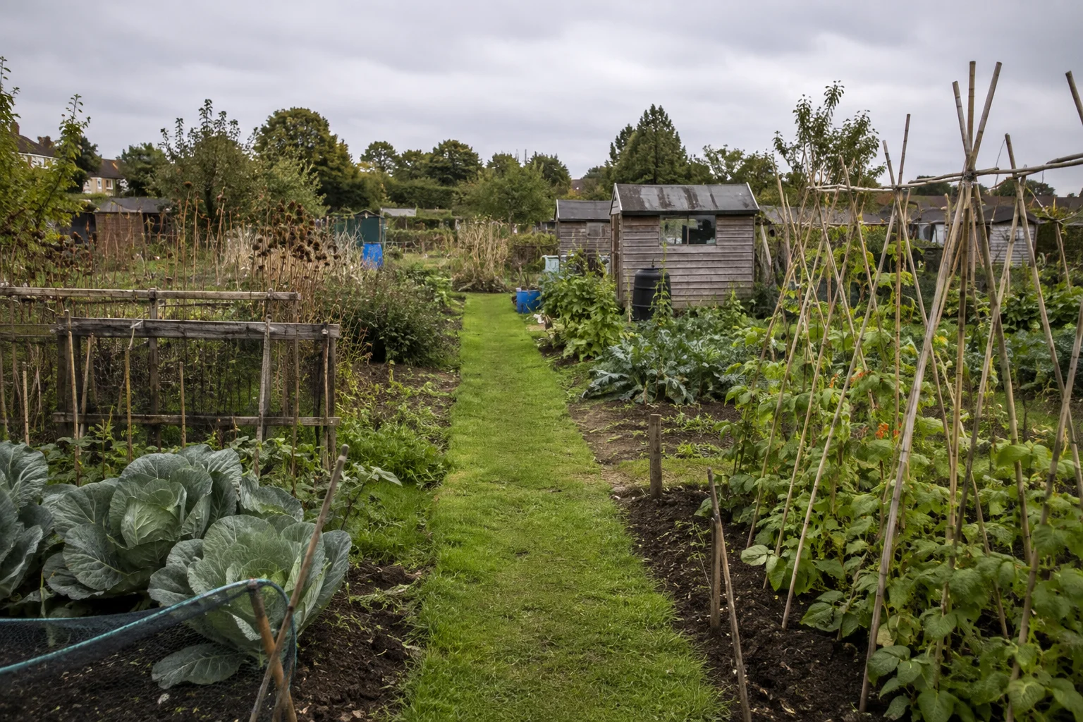 Vegetable plots and wooden sheds beside a shared path on a British allotment site